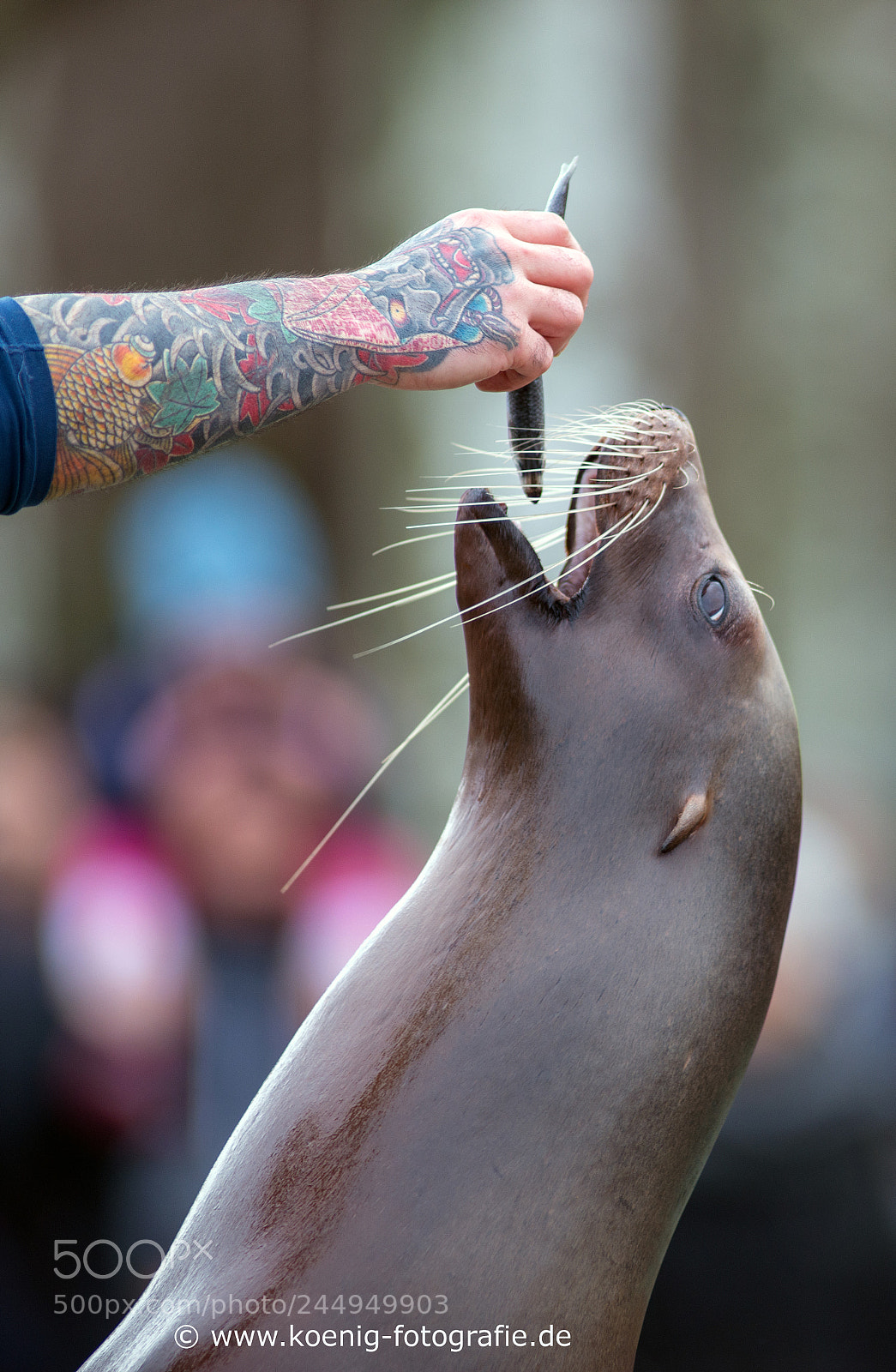 Nikon D800 sample photo. Sea lion show photography