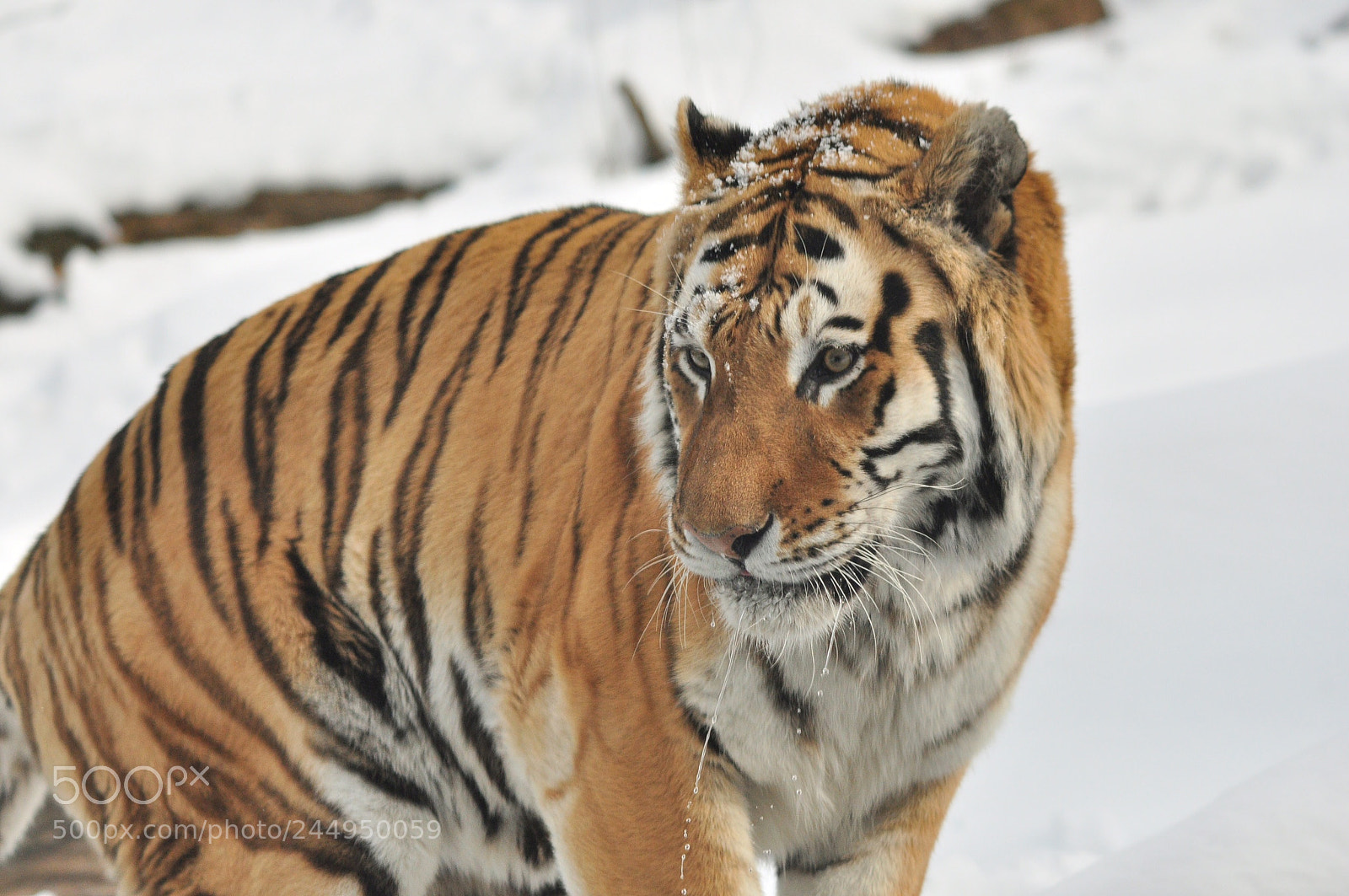 Nikon D90 sample photo. Sasha amur tiger brongx photography