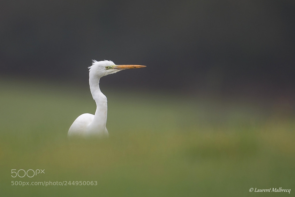 Nikon D500 sample photo. Aigrette photography