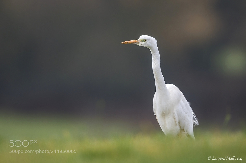 Nikon D500 sample photo. Aigrette photography