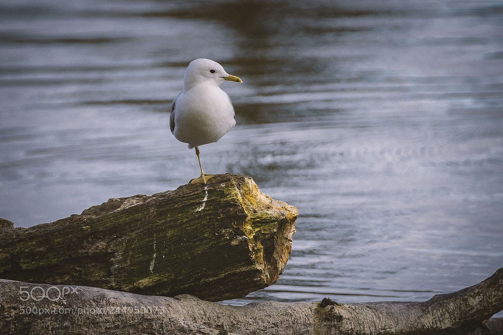 Sony a7 II sample photo. Common gull taking a photography