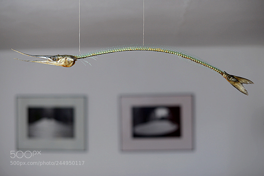 Nikon D610 sample photo. In my aquarium ... photography