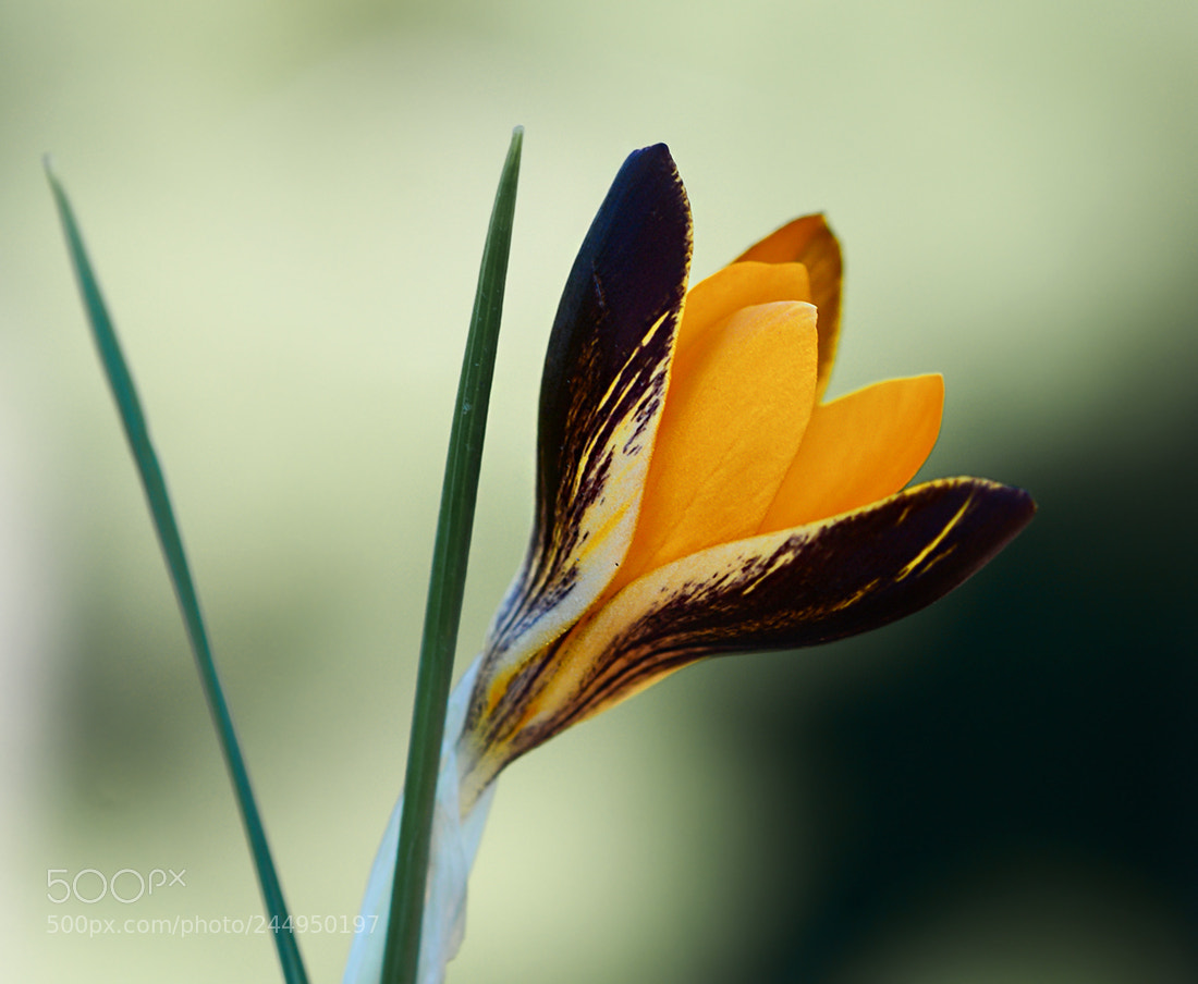 Nikon D7100 sample photo. Cigdem photography