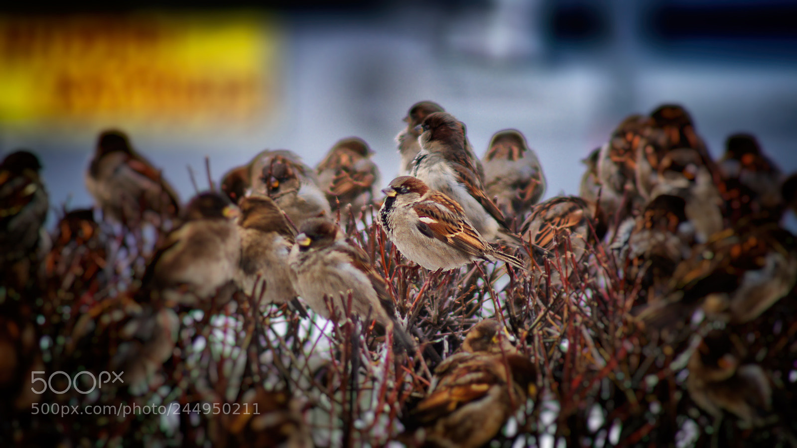 Sony SLT-A35 sample photo. Воробьи photography