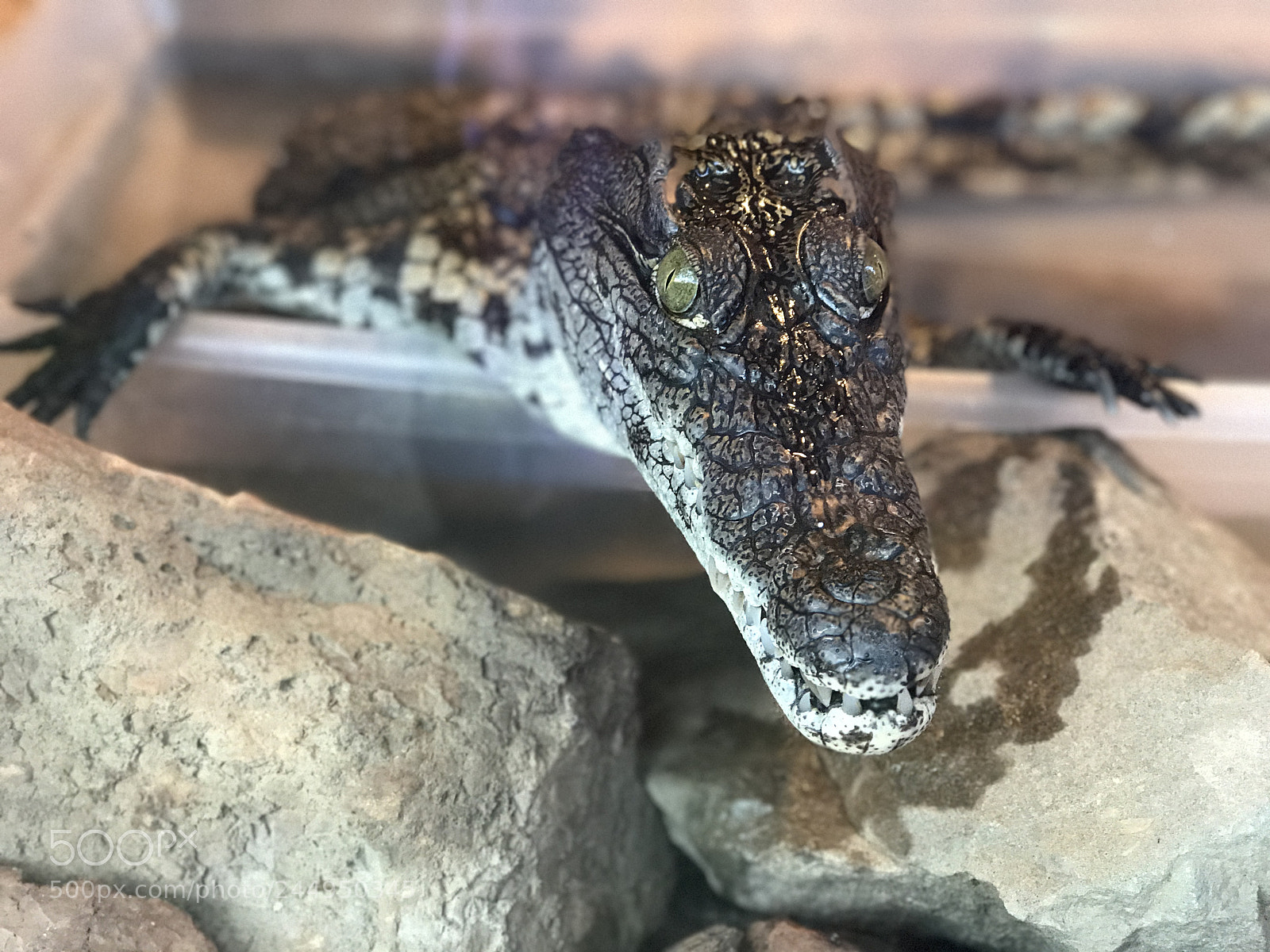 Apple iPhone 7 Plus sample photo. Alligator. dutchess county festival photography