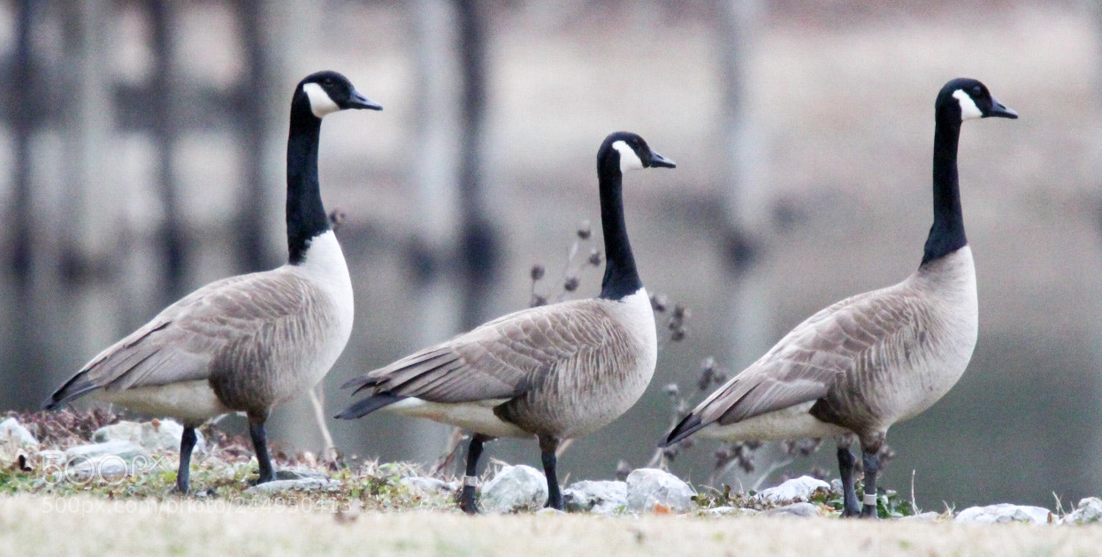 Canon EOS 1300D (EOS Rebel T6 / EOS Kiss X80) sample photo. Crazy goose train photography