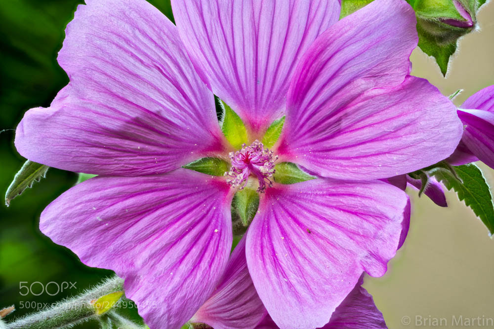 Sony a7R II sample photo. Zs pmax aurorahdr photography