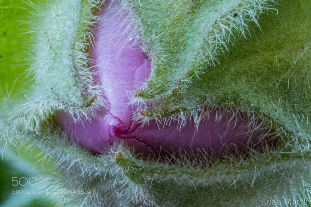 Sony a7R II sample photo. Zs pmax photography