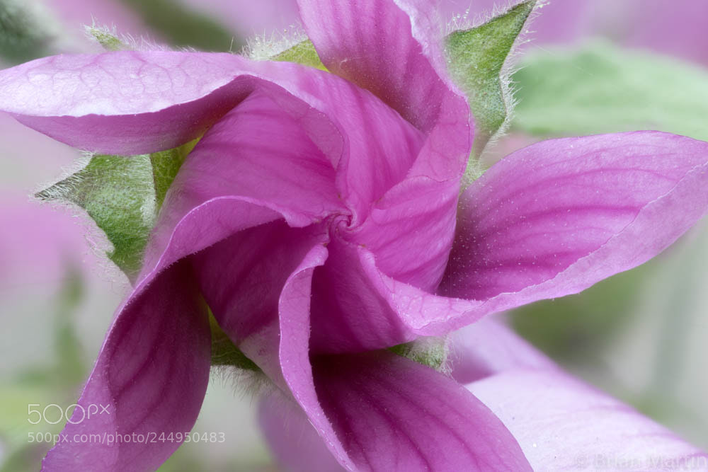 Sony a7R II sample photo. Zs pmax photography