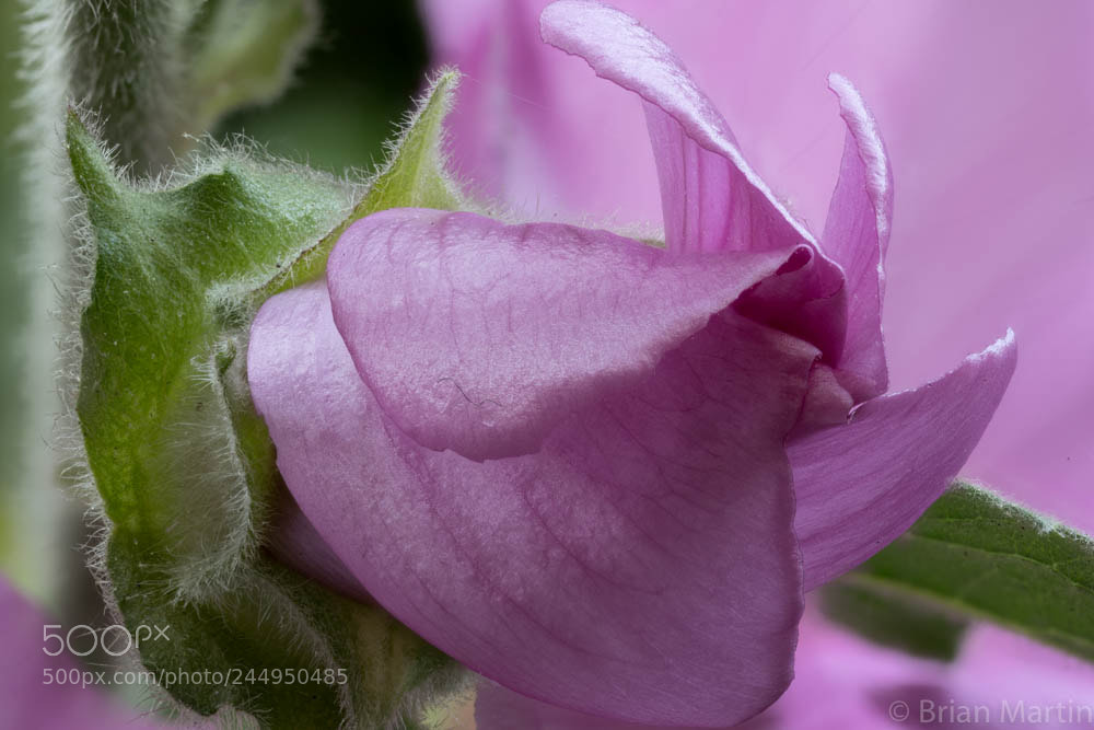 Sony a7R II sample photo. Zs pmax photography