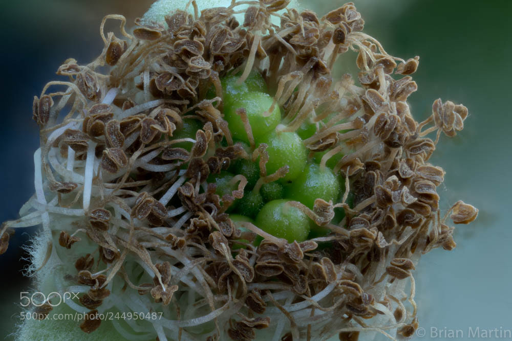 Sony a7R II sample photo. Zs pmax photography