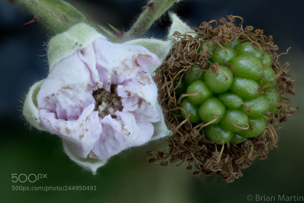 Sony a7R II sample photo. Zs pmax photography