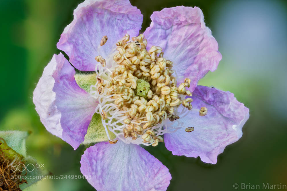 Sony a7R II sample photo. Zs pmax aurorahdr photography
