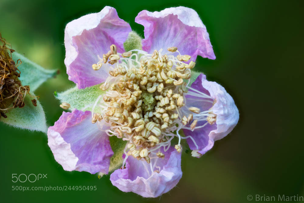 Sony a7R II sample photo. Zs pmax aurorahdr photography