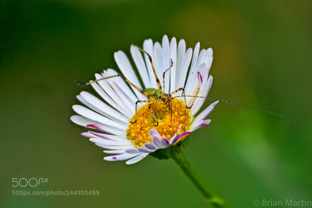 Sony a7R II sample photo. Zs pmax edit photography
