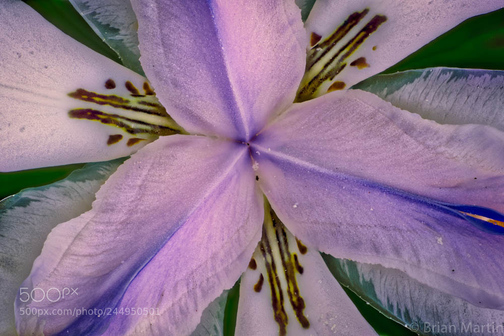 Sony a7R II sample photo. Zs pmax photography