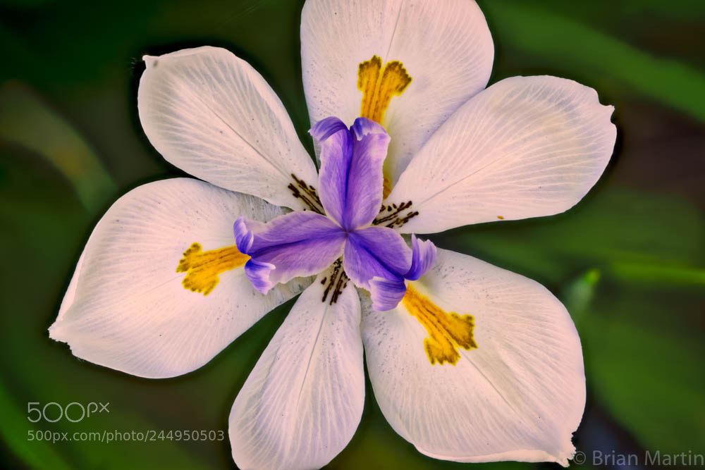 Sony a7R II sample photo. Zs pmax photography