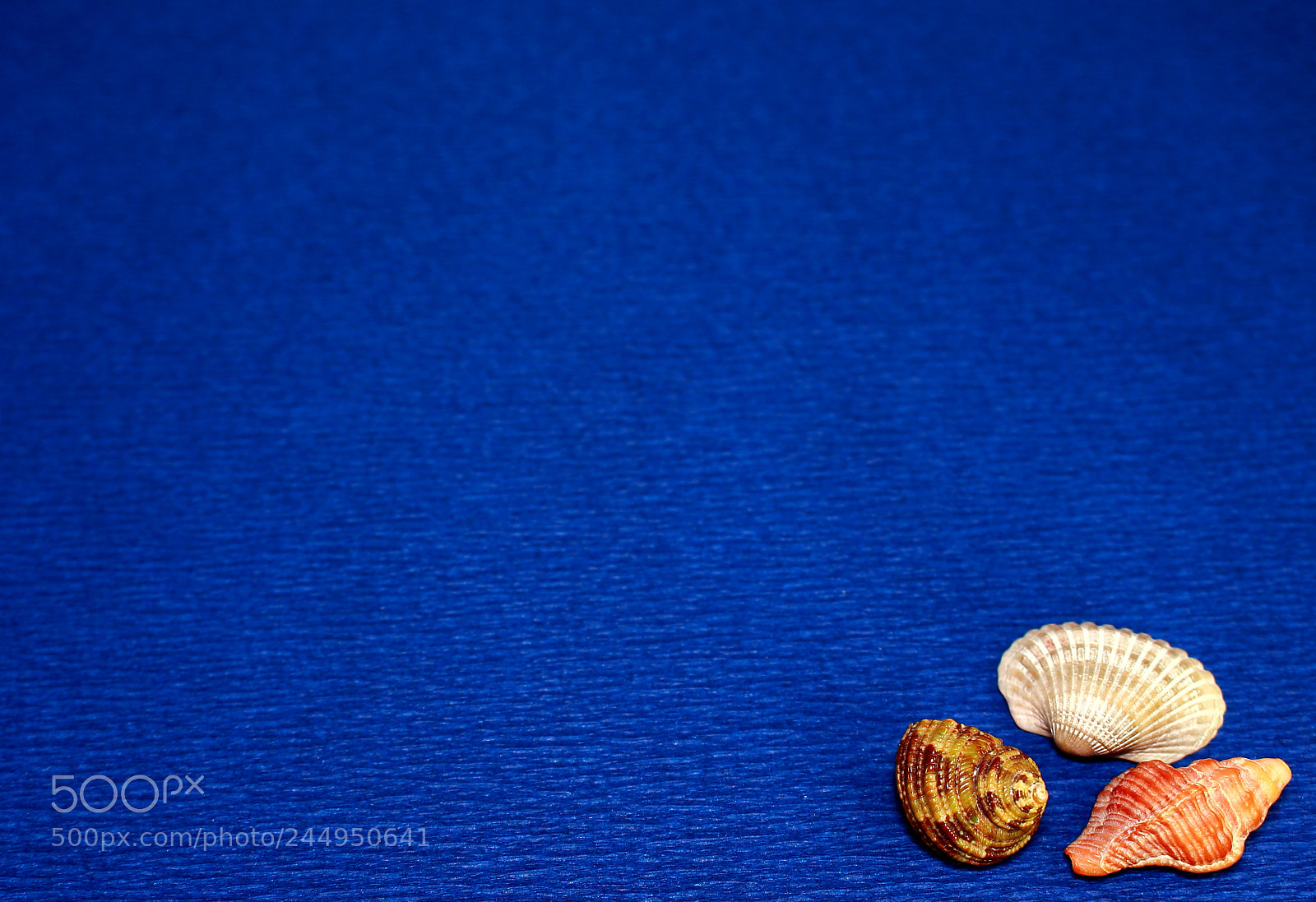 Canon EOS 100D (EOS Rebel SL1 / EOS Kiss X7) sample photo. Blue background with seashells. photography