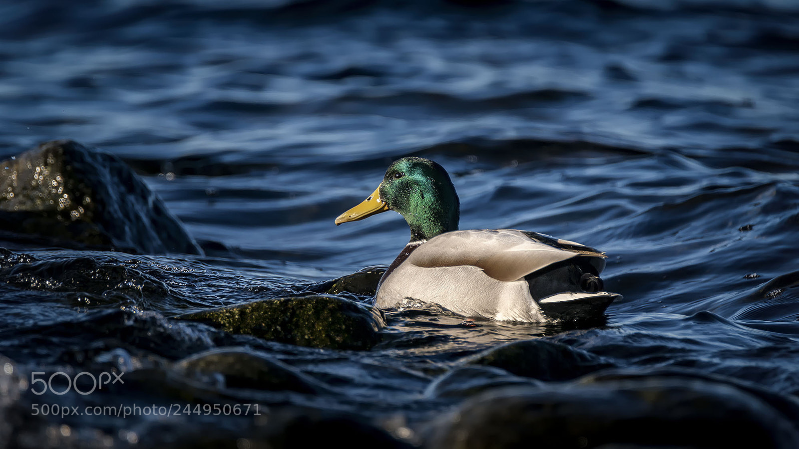 Sony ILCA-77M2 sample photo. Mallard male photography