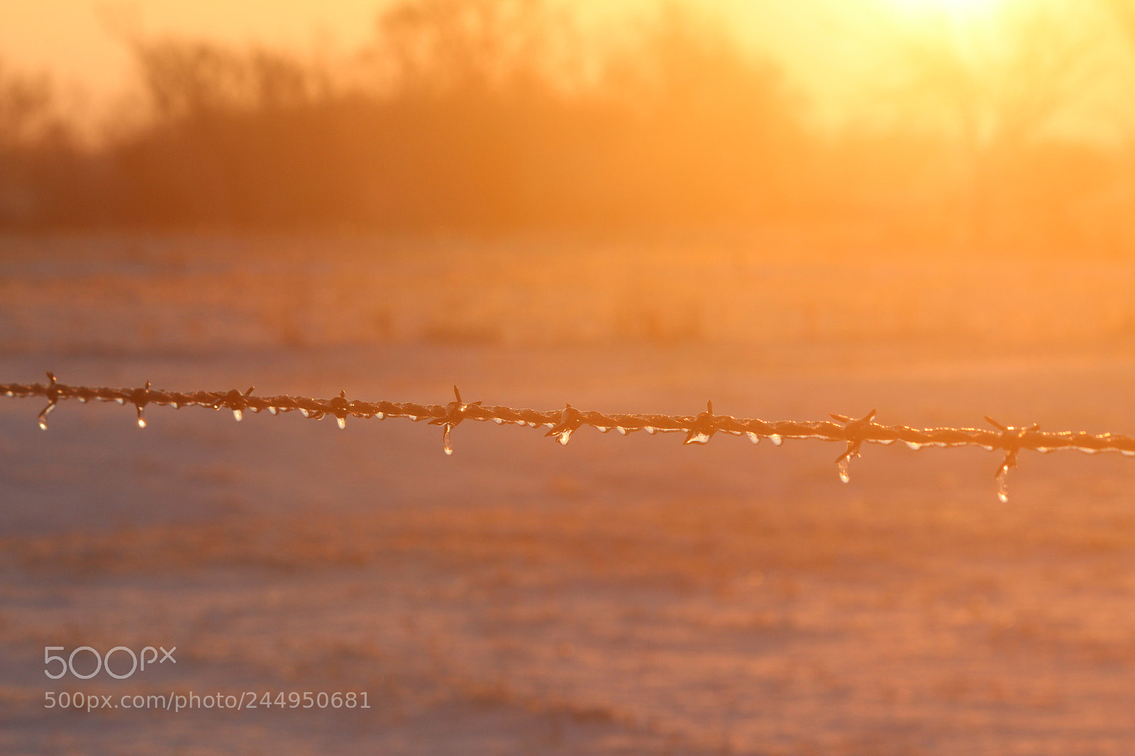 Canon EF-S 55-250mm F4-5.6 IS II sample photo. Winter sunrise with barbed photography