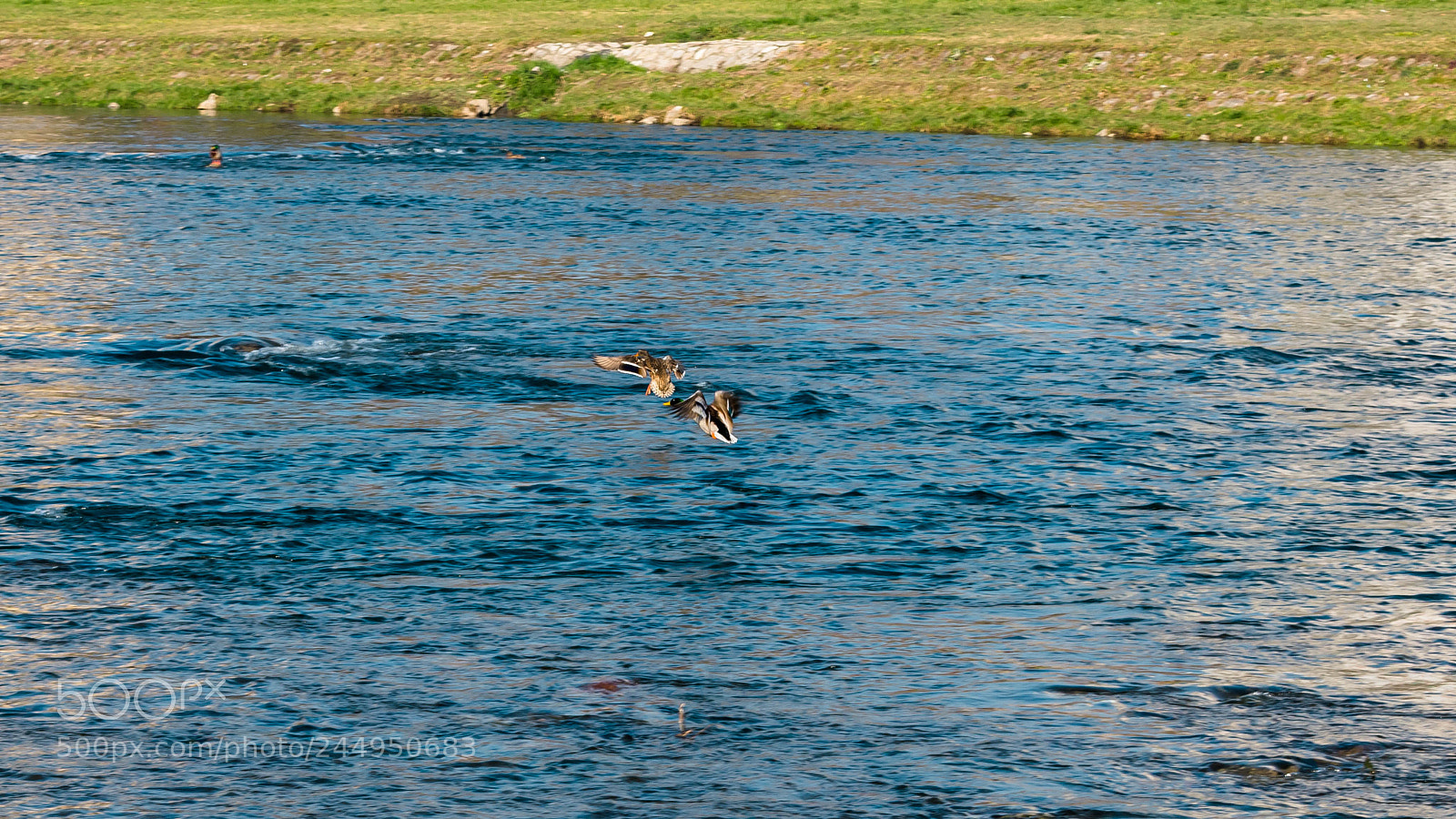 Nikon D3400 sample photo. Ducks at morava river photography