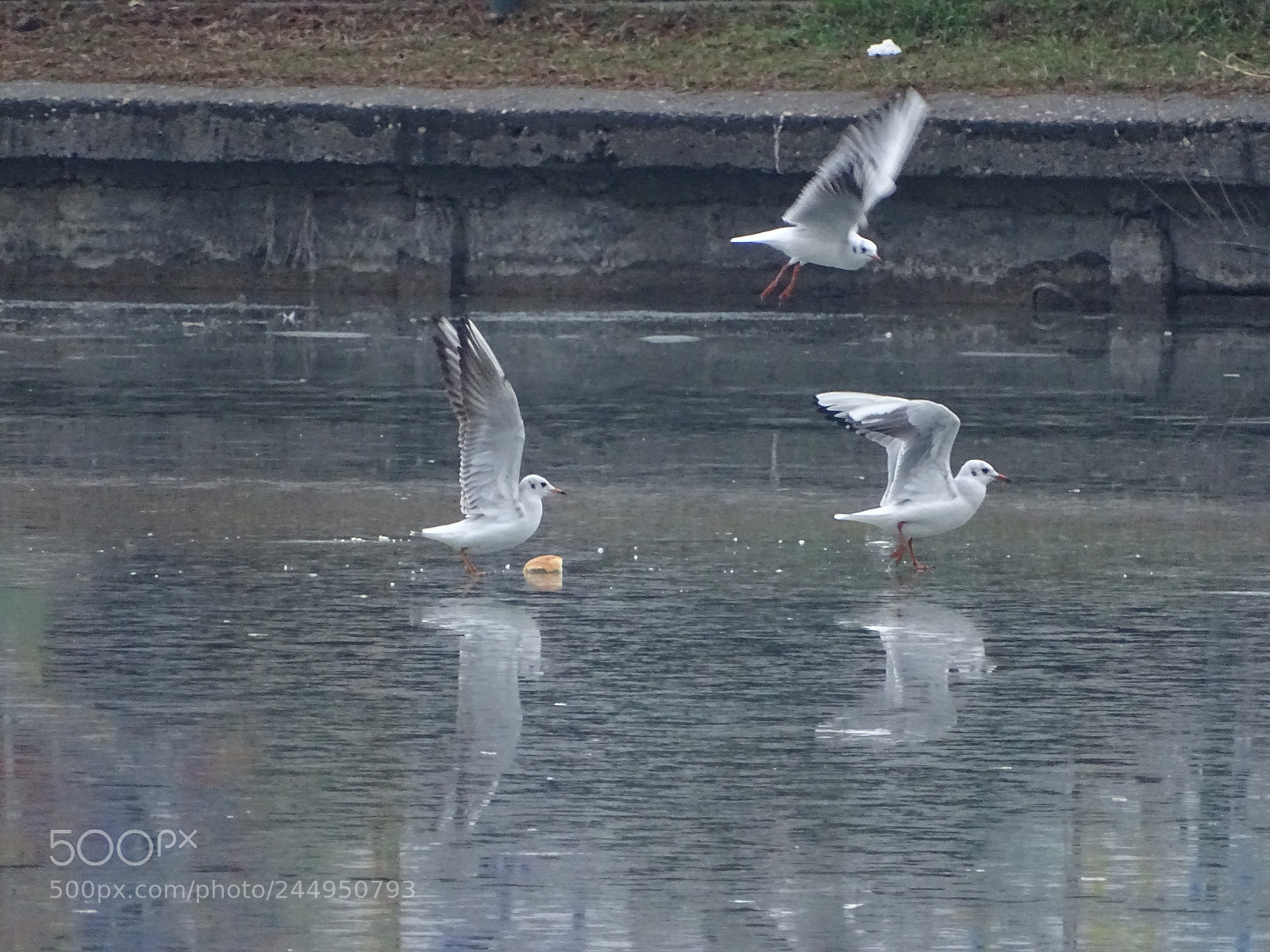 Sony Cyber-shot DSC-HX350 sample photo. Safe landing photography