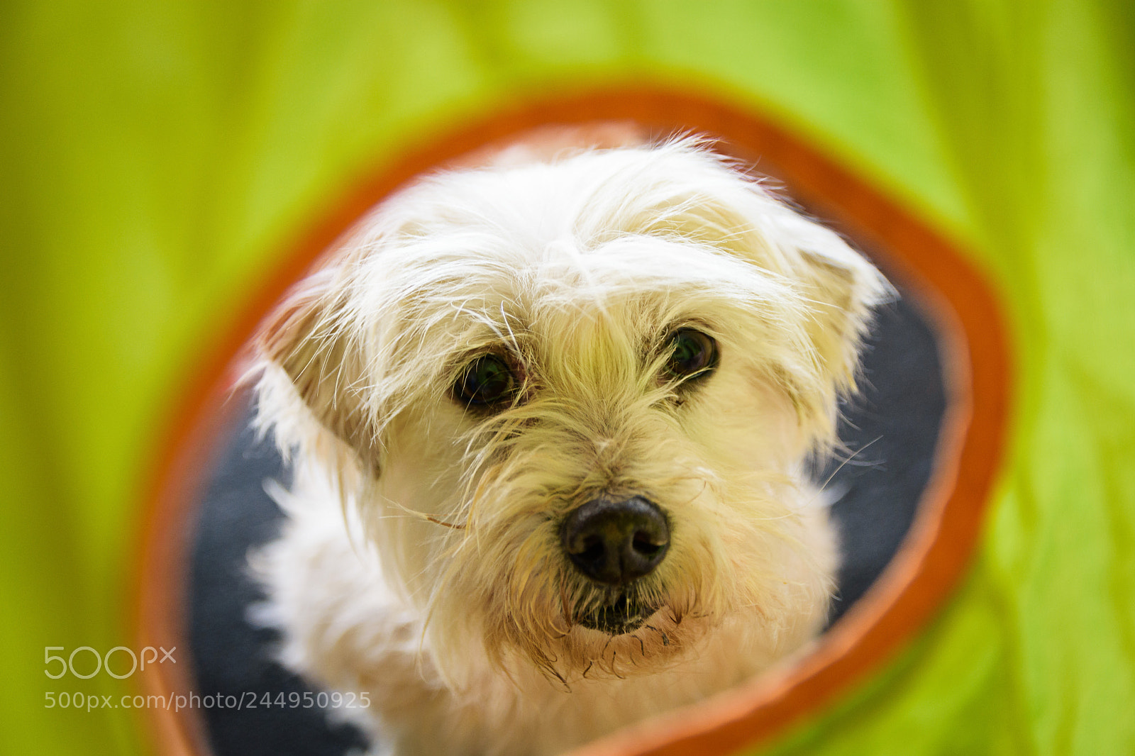Nikon D7200 sample photo. Maltese dog photography