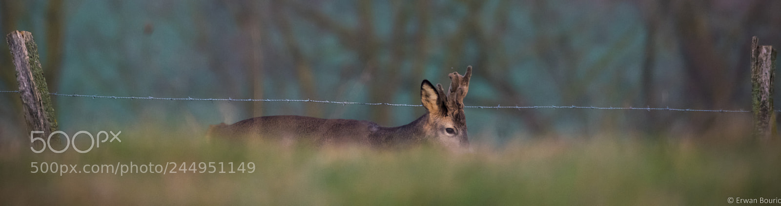 Nikon D500 sample photo. Young deer peeking over photography