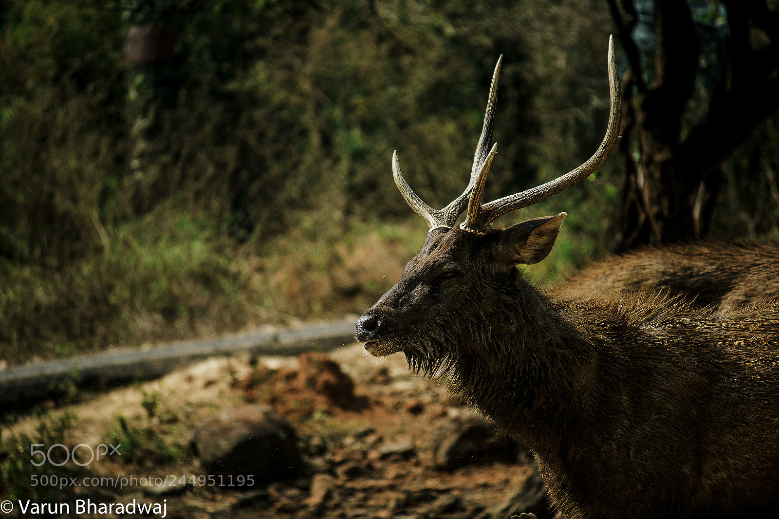 Canon EOS 70D sample photo. Oh deer the majestic photography