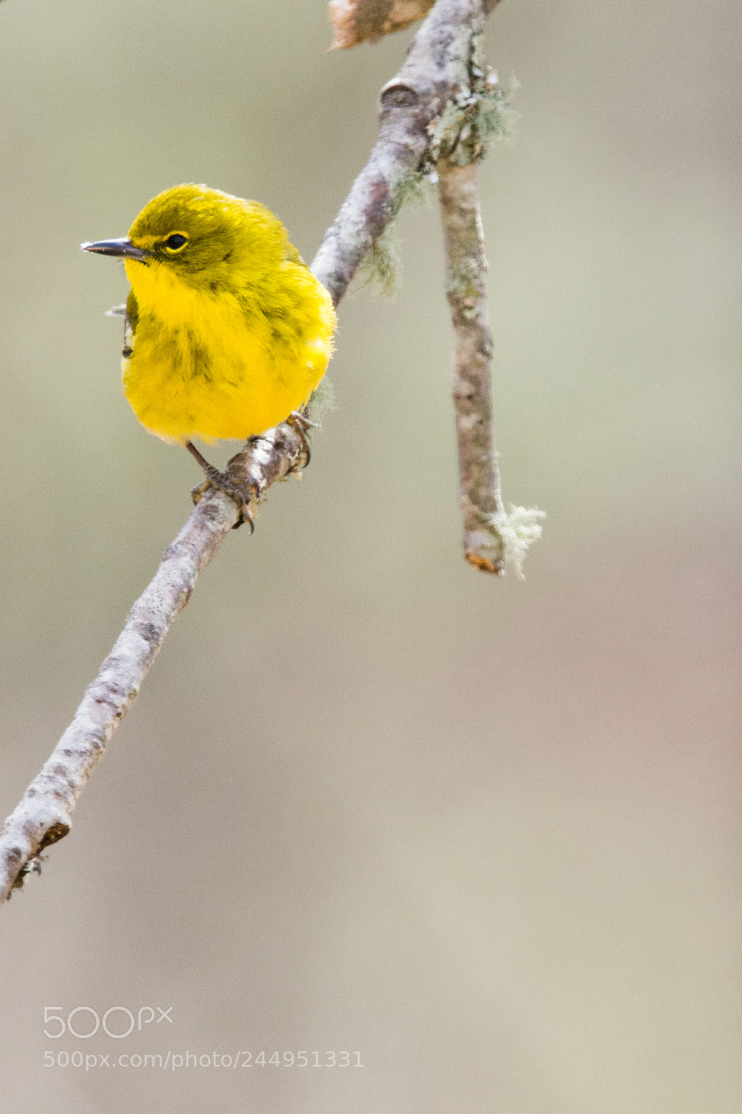 Nikon D7100 sample photo. Yellow photography