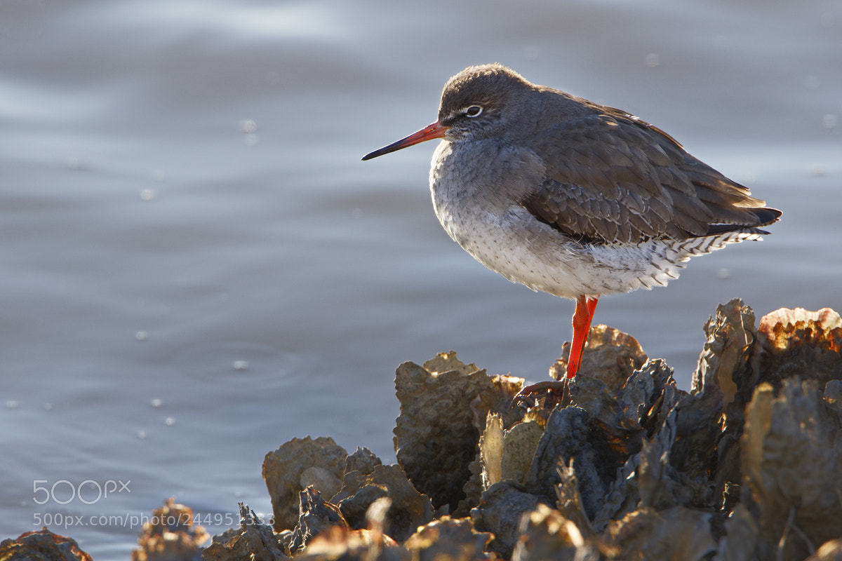 Canon EOS 7D Mark II sample photo. Common redshank photography