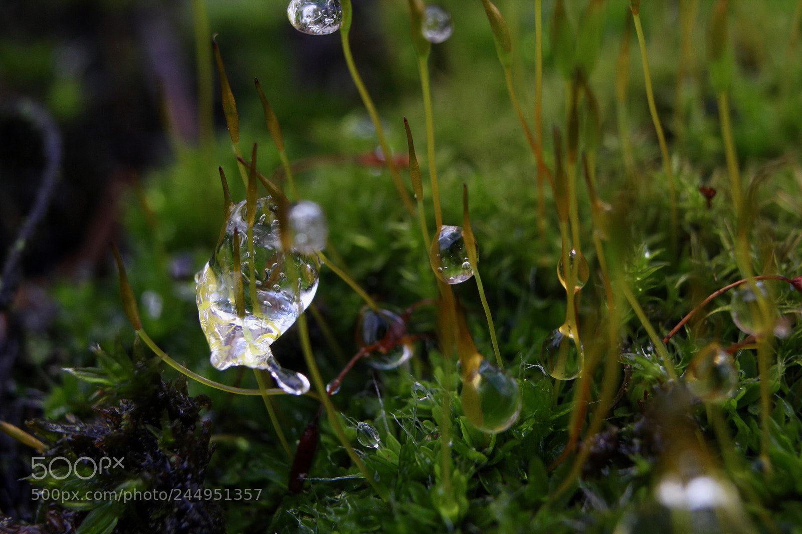 Canon EOS 60D sample photo. Frozen photography