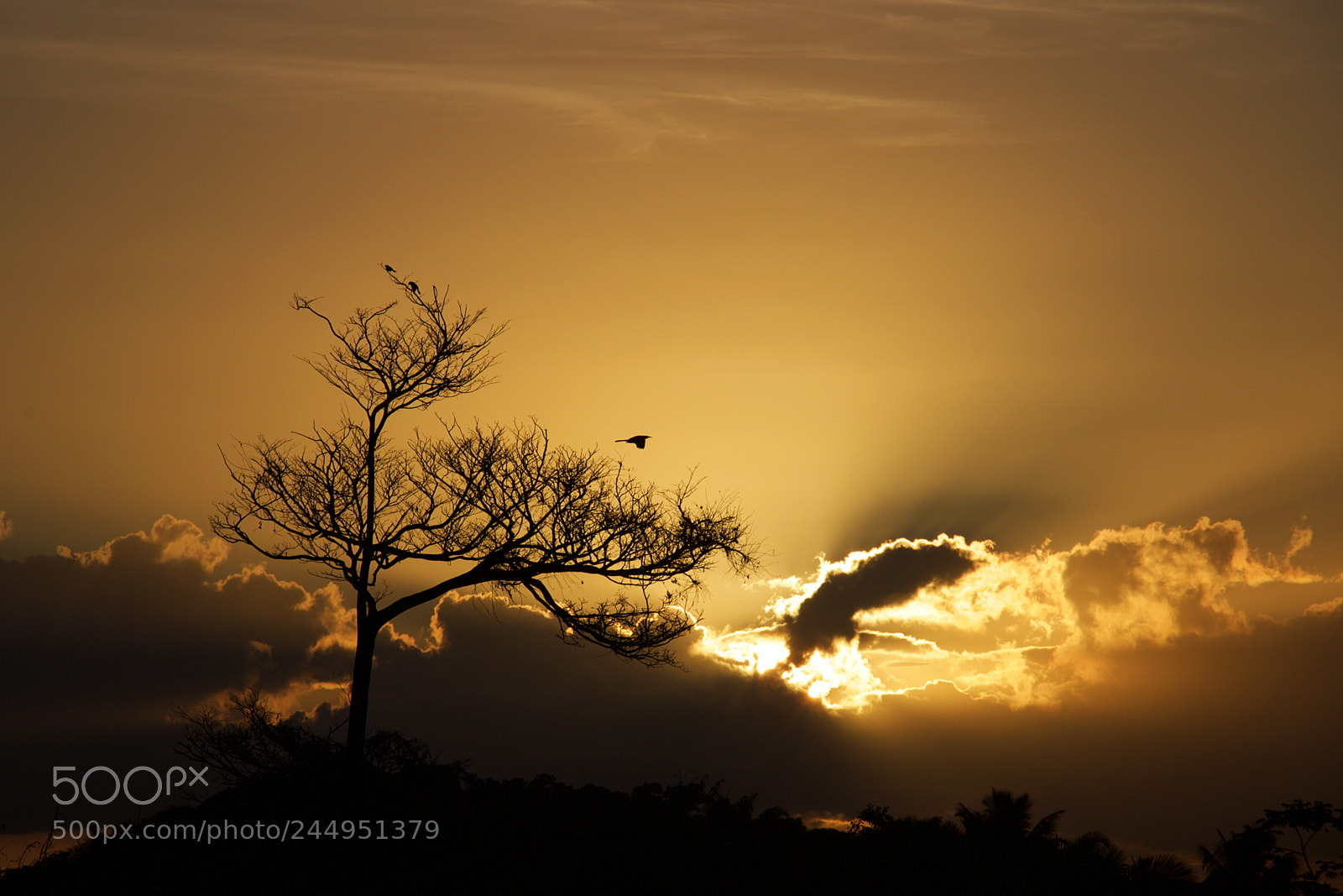 Canon EOS 750D (EOS Rebel T6i / EOS Kiss X8i) sample photo. Birdwatching at sunset photography