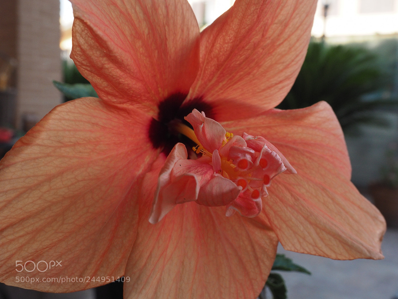 Olympus OM-D E-M5 II sample photo. Ibiscus 17p9026381 20k em5ii photography