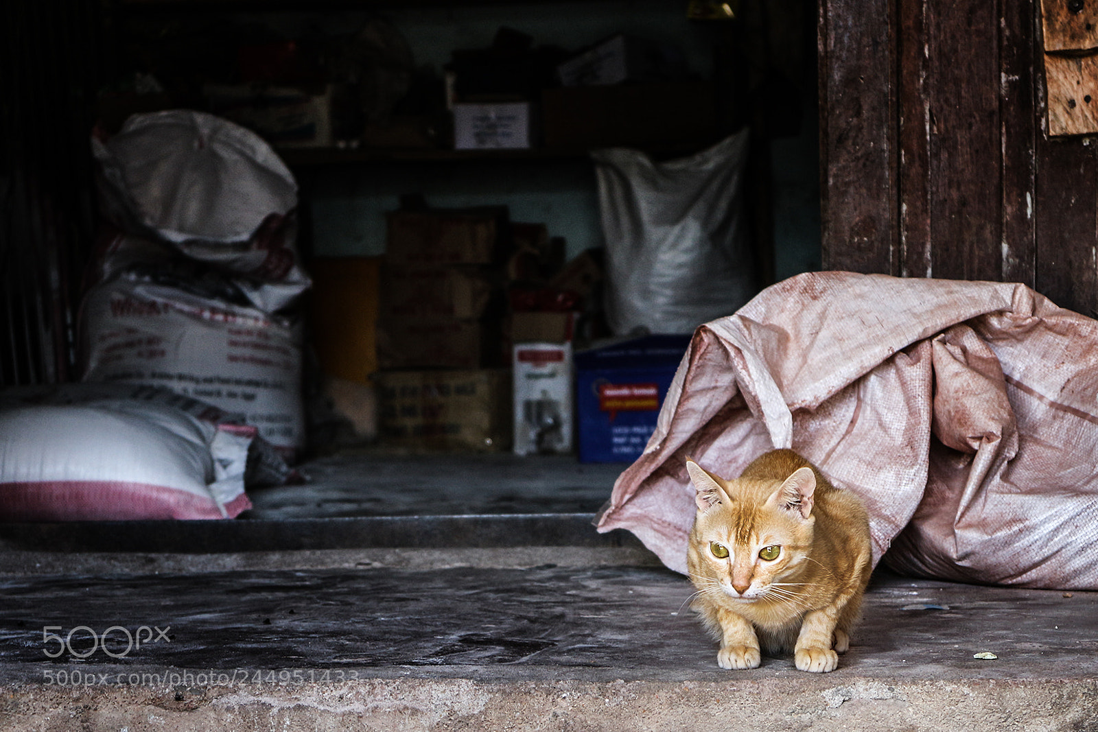 Canon EOS M sample photo. Mimi auf der pirsch photography