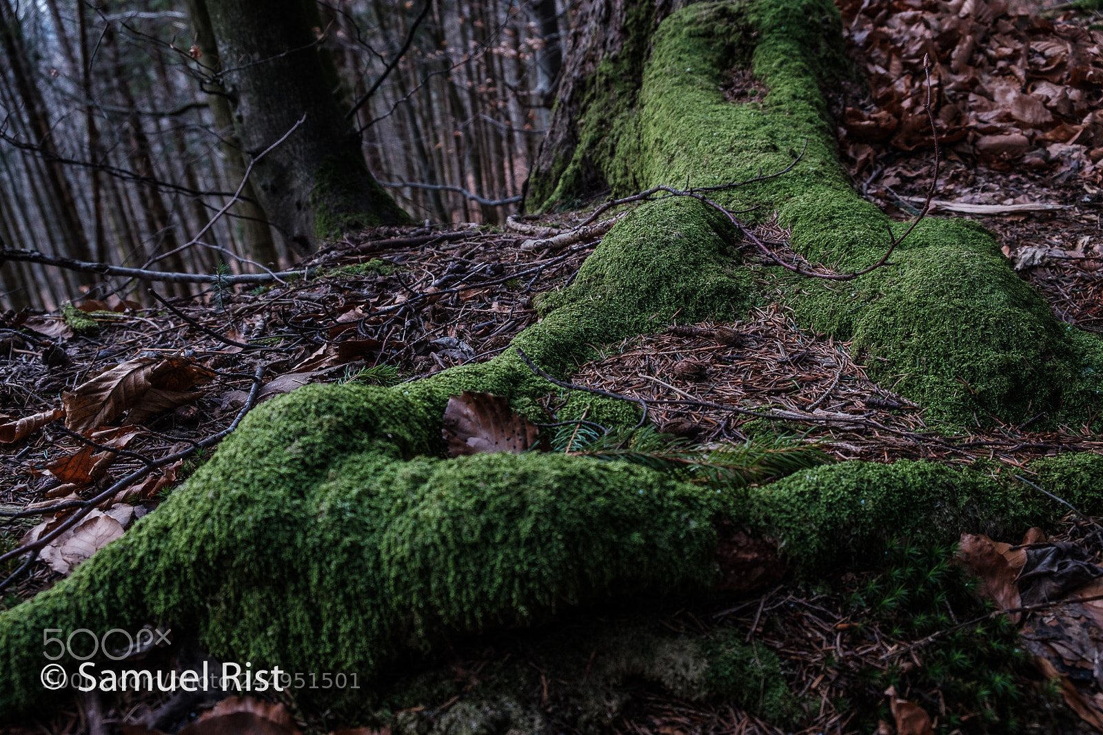 Fujifilm X-T20 sample photo. I've got the roots photography