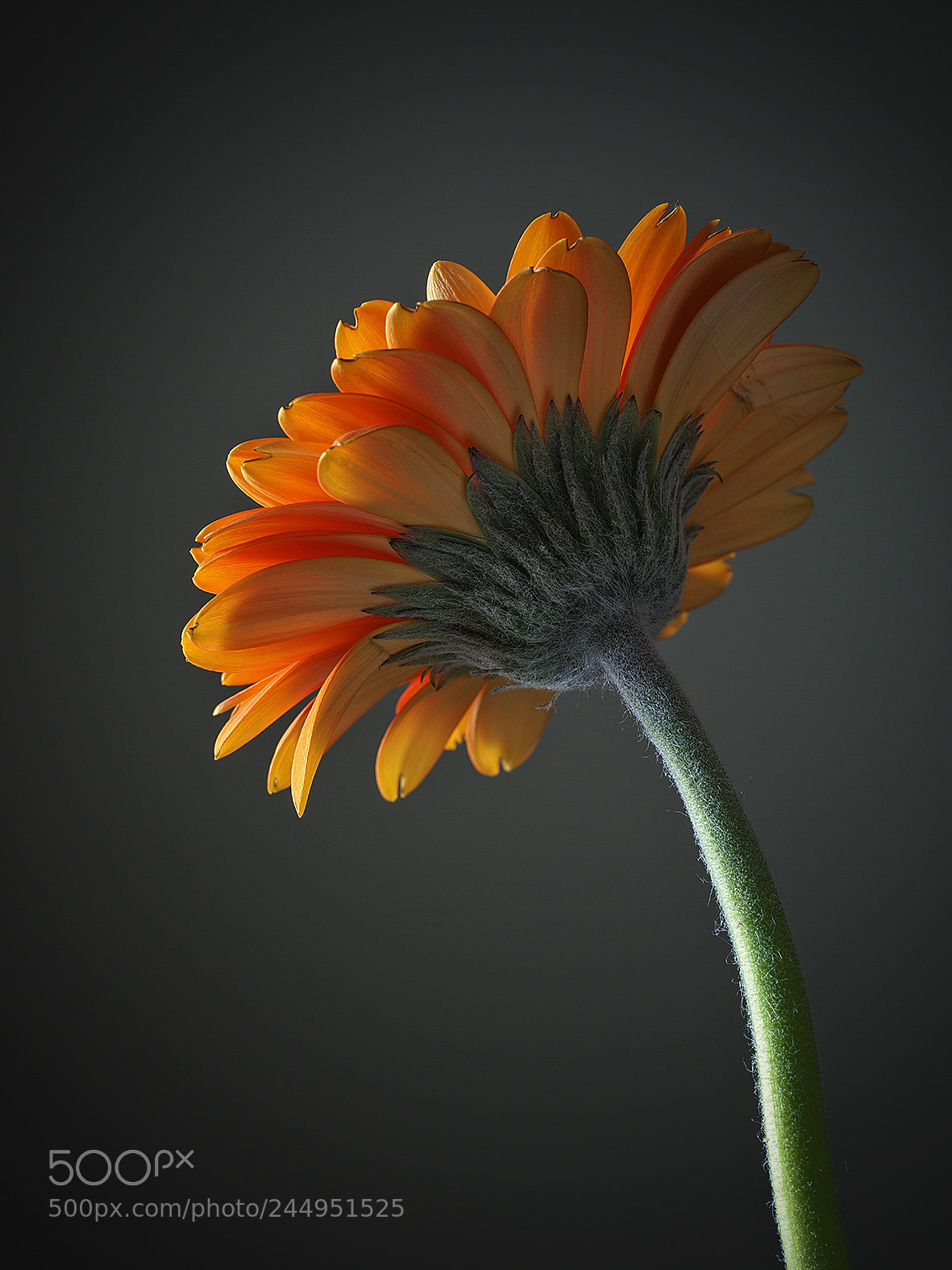 Olympus OM-D E-M5 II sample photo. Gerbera photography