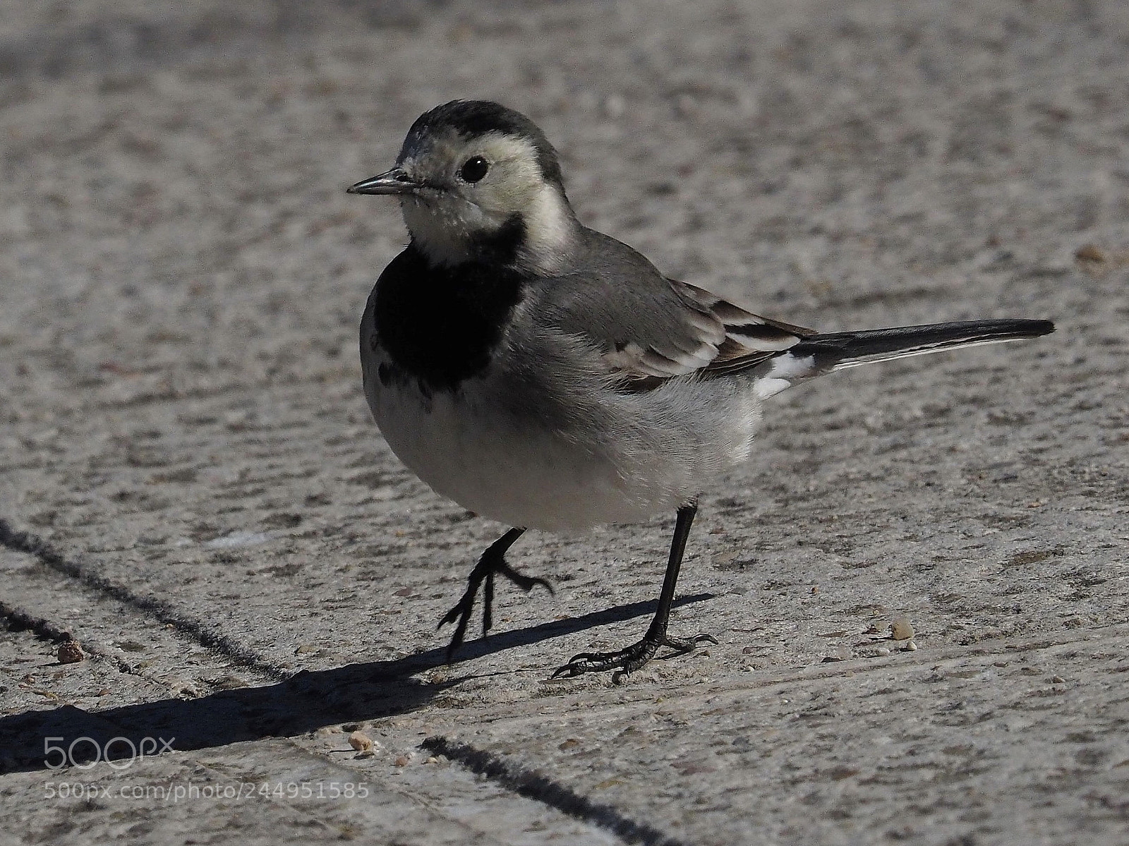 Olympus OM-D E-M1 sample photo. Lavandera blanca (motacilla alba) photography