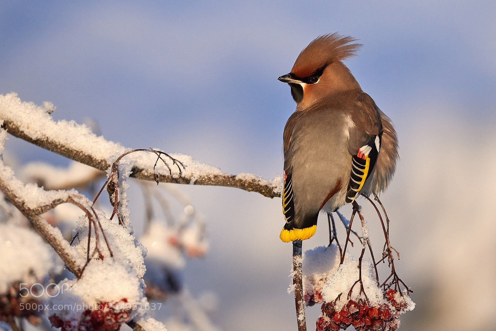 Nikon D810 sample photo. Waxwing1 2018 photography
