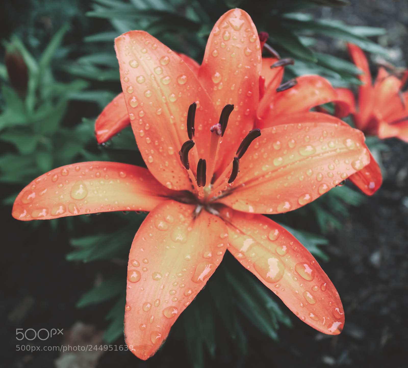Canon EOS 750D (EOS Rebel T6i / EOS Kiss X8i) sample photo. Flower photography