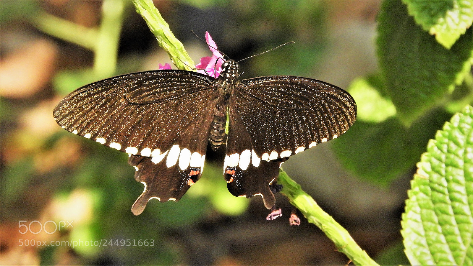 Nikon Coolpix B700 sample photo. Common mormon photography