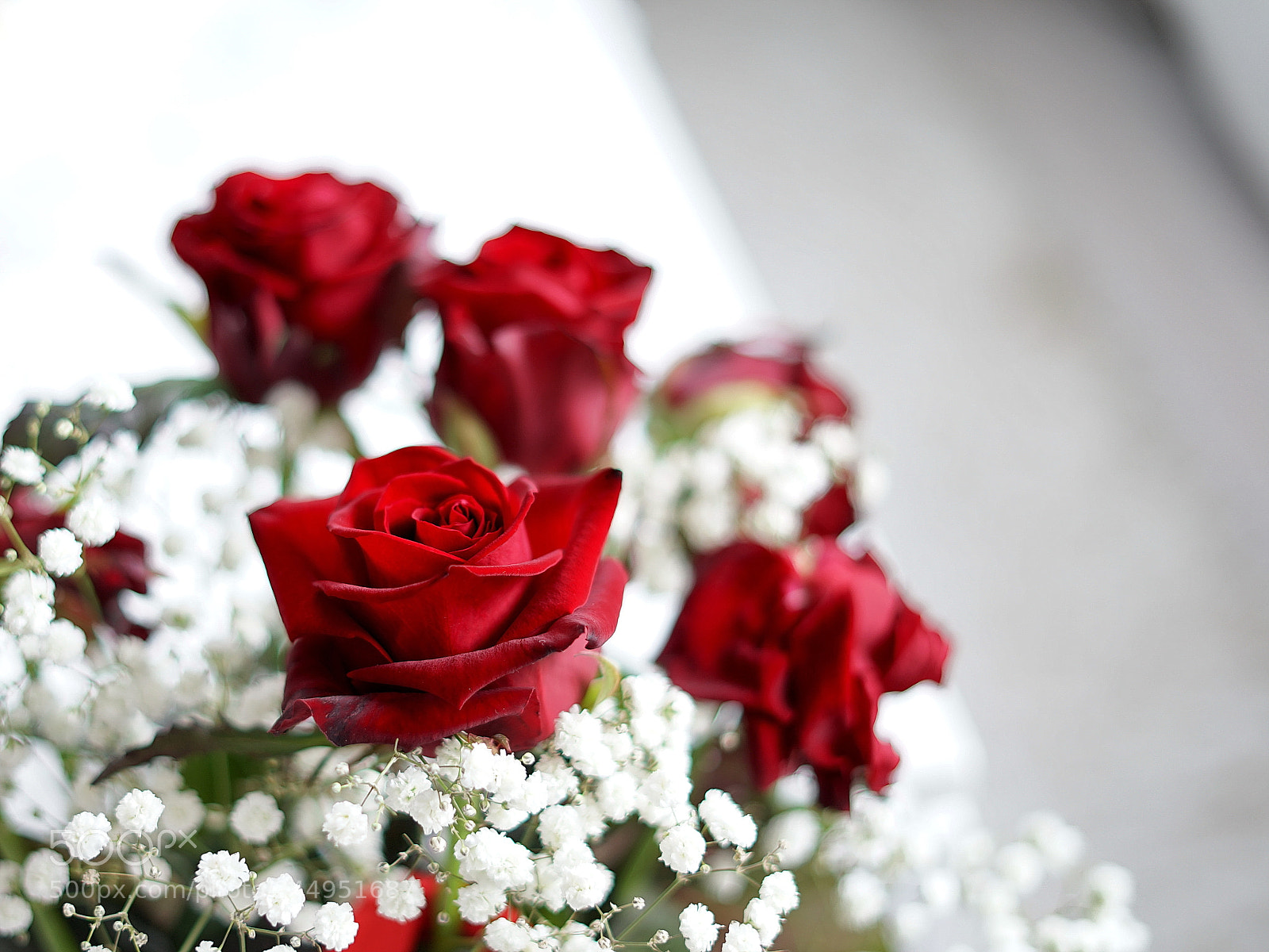 Sony a7 II sample photo. Rose for ... photography