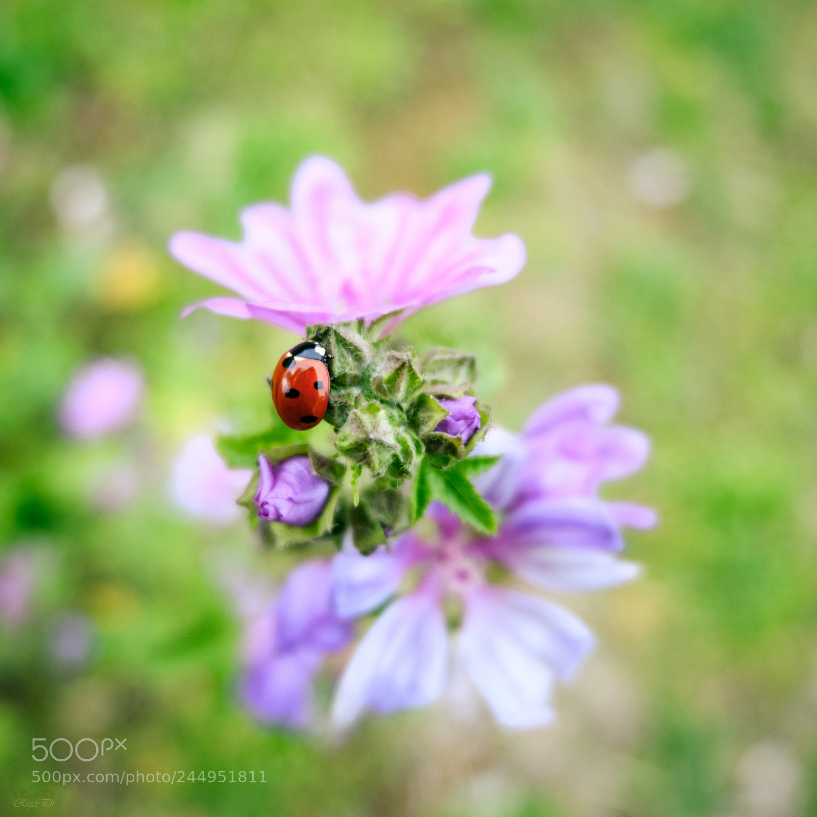 Fujifilm X-T20 sample photo. Ladybug photography