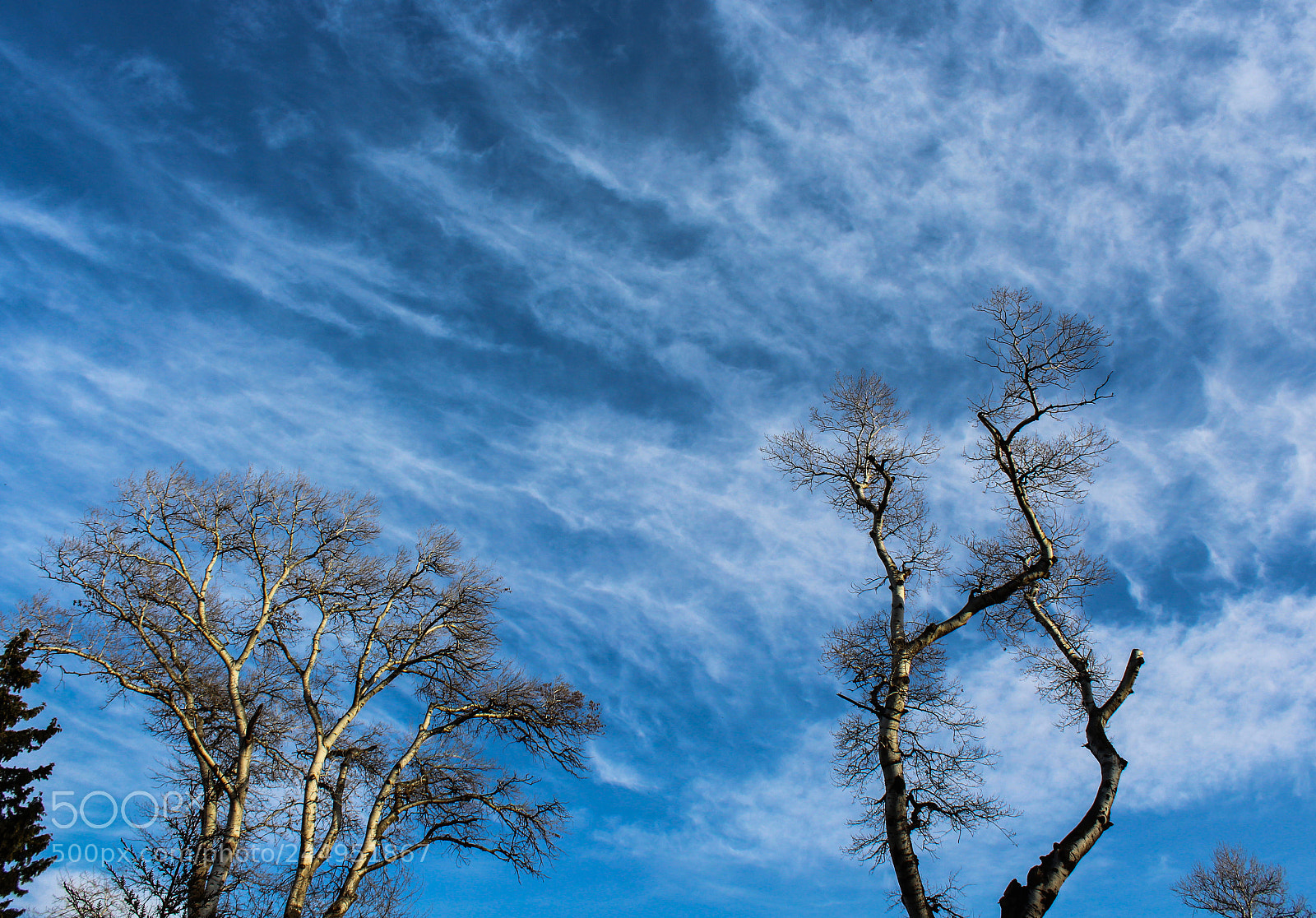 Canon EOS 1300D (EOS Rebel T6 / EOS Kiss X80) sample photo. Winter sky and bare photography