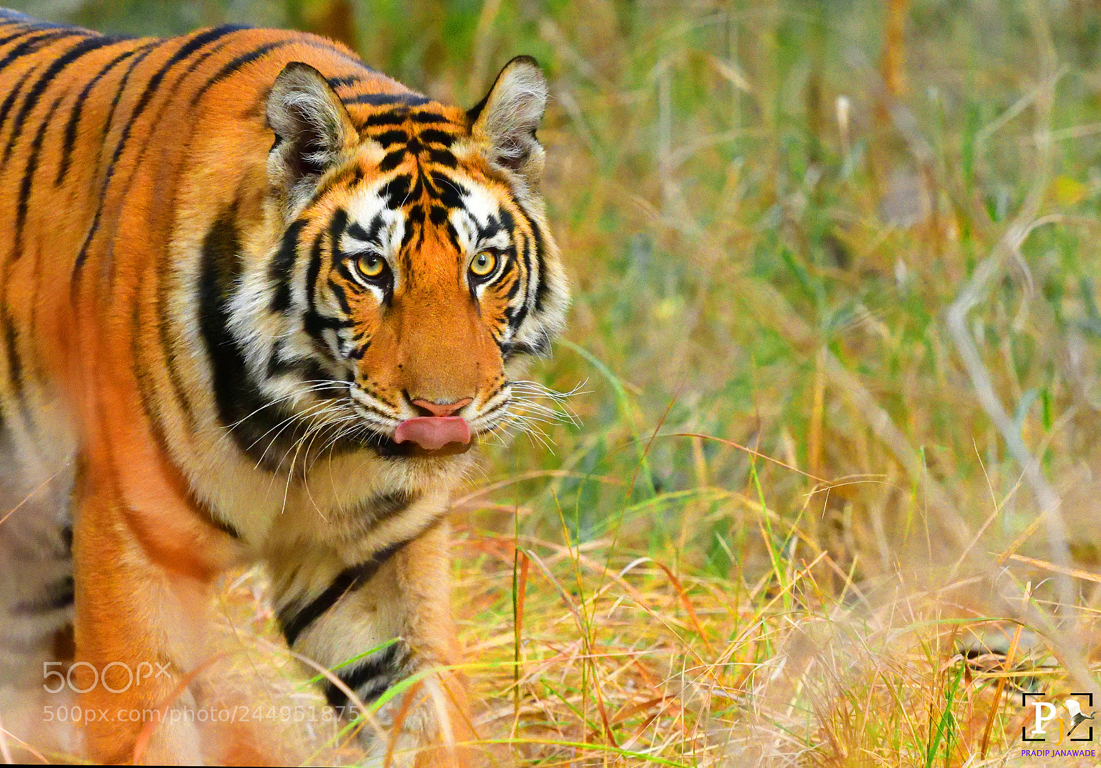 Nikon D500 sample photo. Panna tiger national park photography