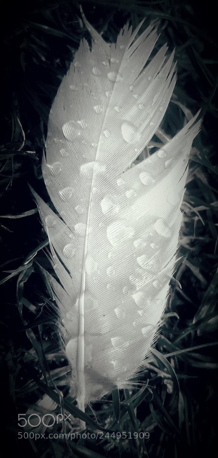 Samsung Galaxy Note4 sample photo. Black and white feather photography
