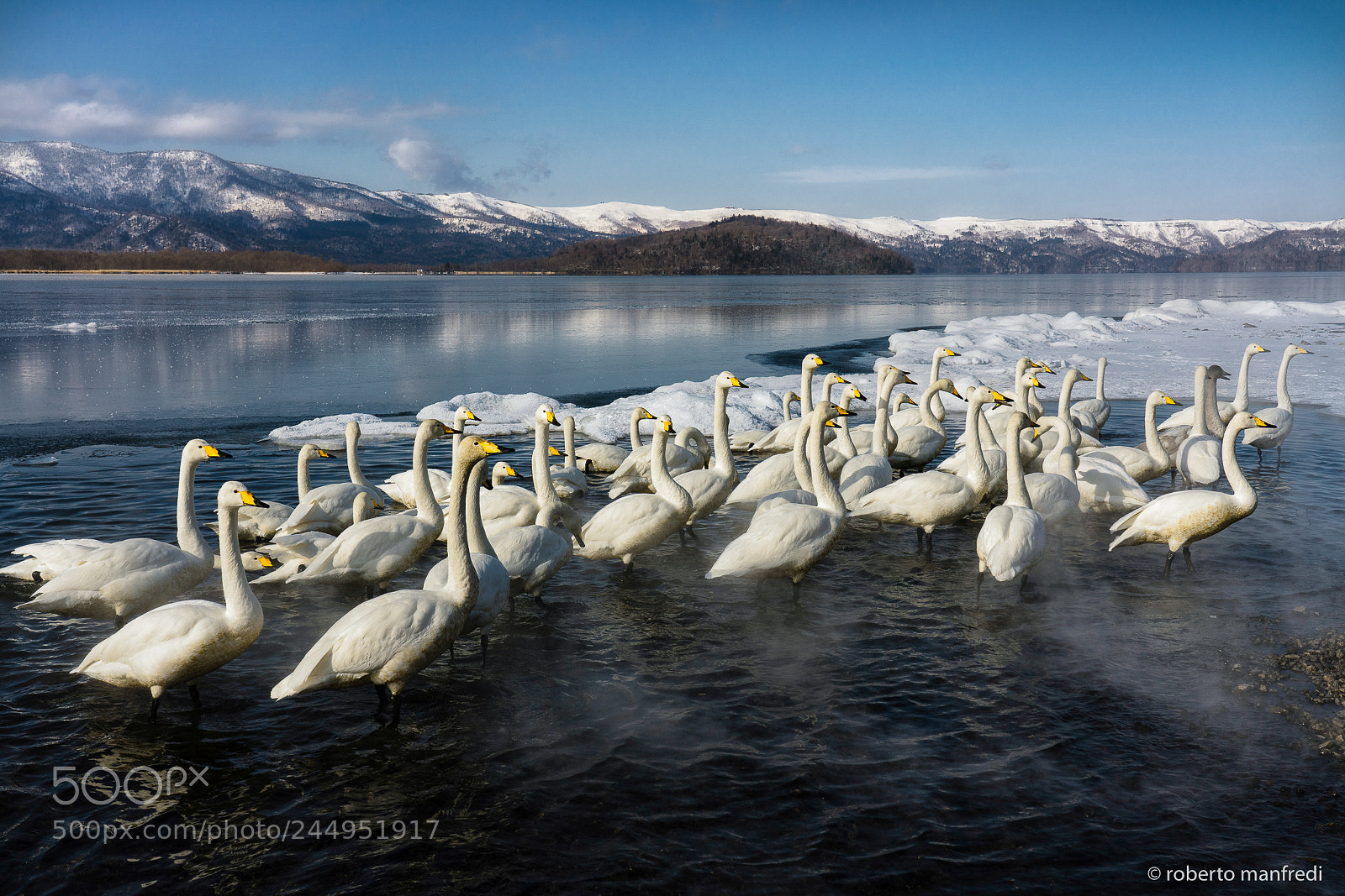 Sony a7R II sample photo. The swan lake photography
