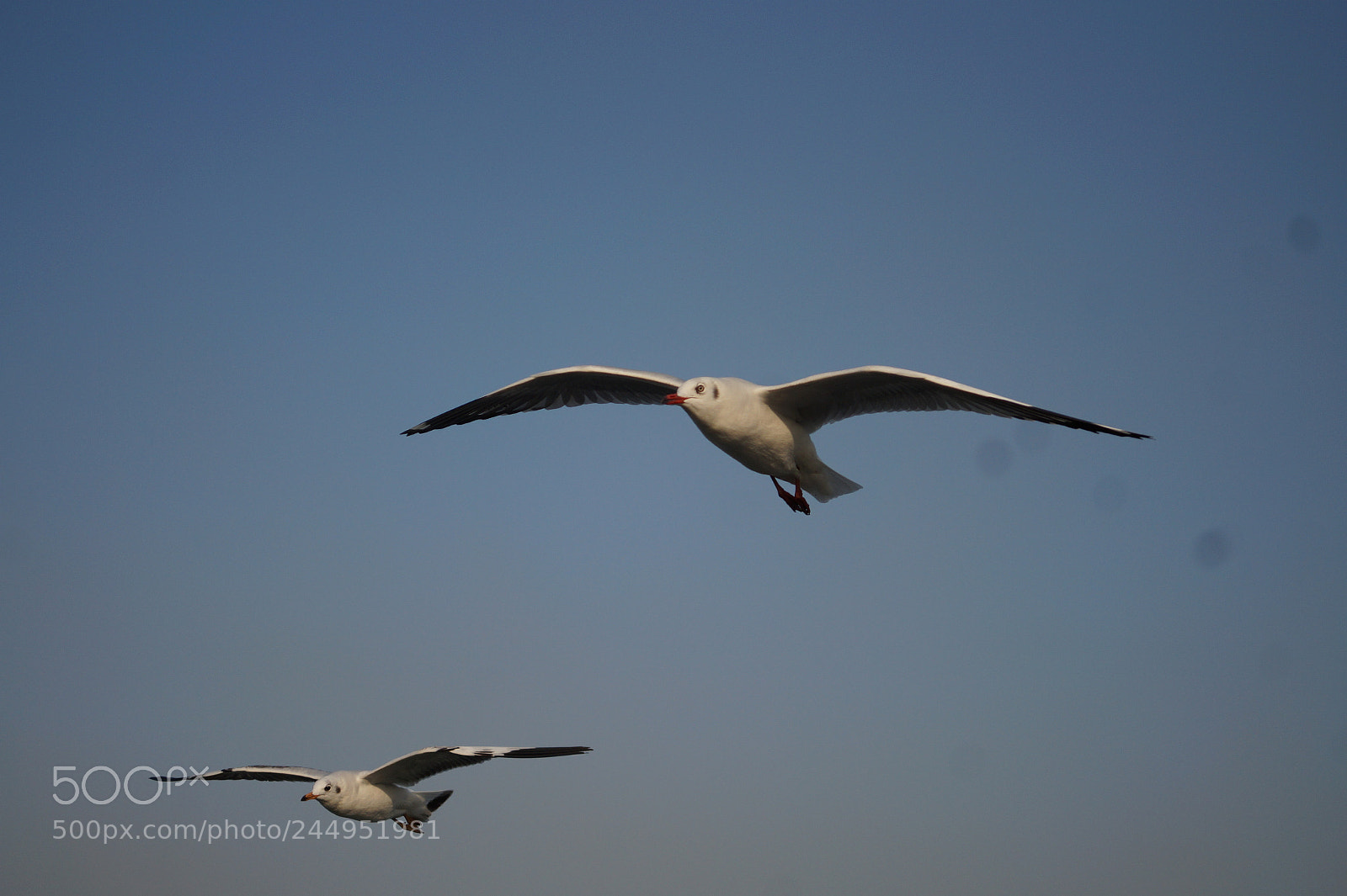 Sony Alpha a3500 sample photo. Segal photography