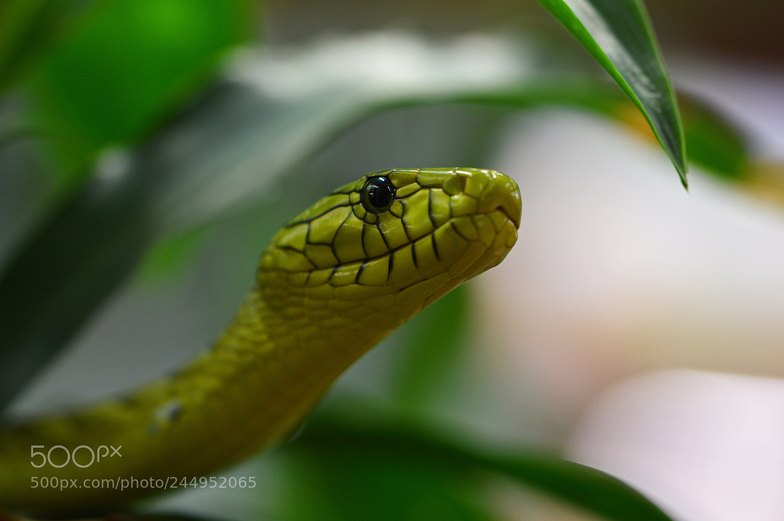 Nikon D3200 sample photo. Green mamba photography