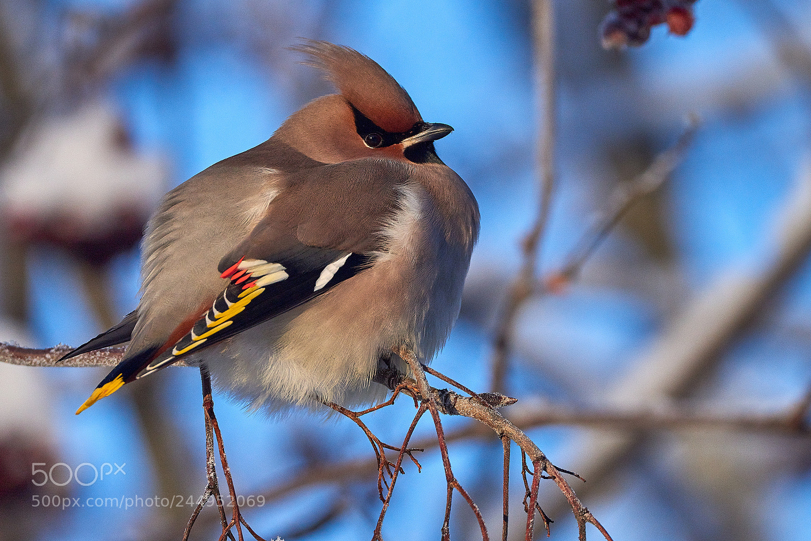 Nikon D810 sample photo. Waxwing2 2018 photography